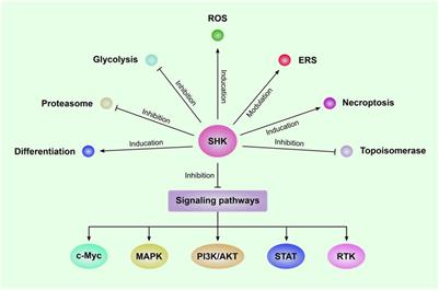 The anti-leukemia activity and mechanisms of shikonin: a mini review